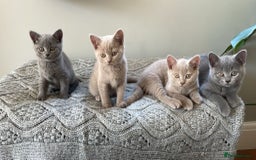 British Shorthair cats for sale: One beautiful lilac boy looking for a new home - Image 6