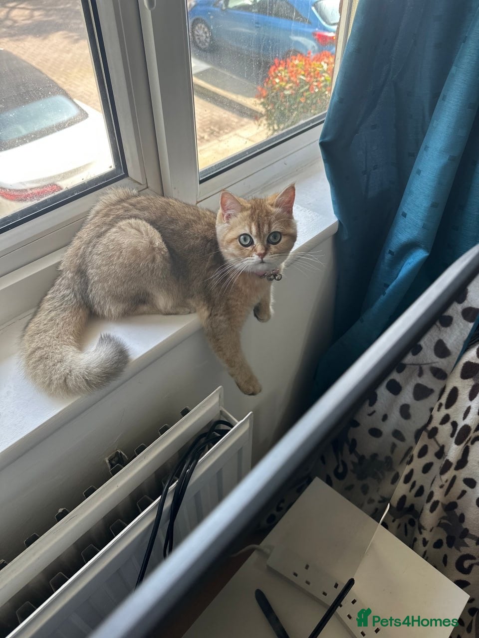 British Longhair cats NY12 Two Beautiful Female Cats Looking for Loving - Advert 16