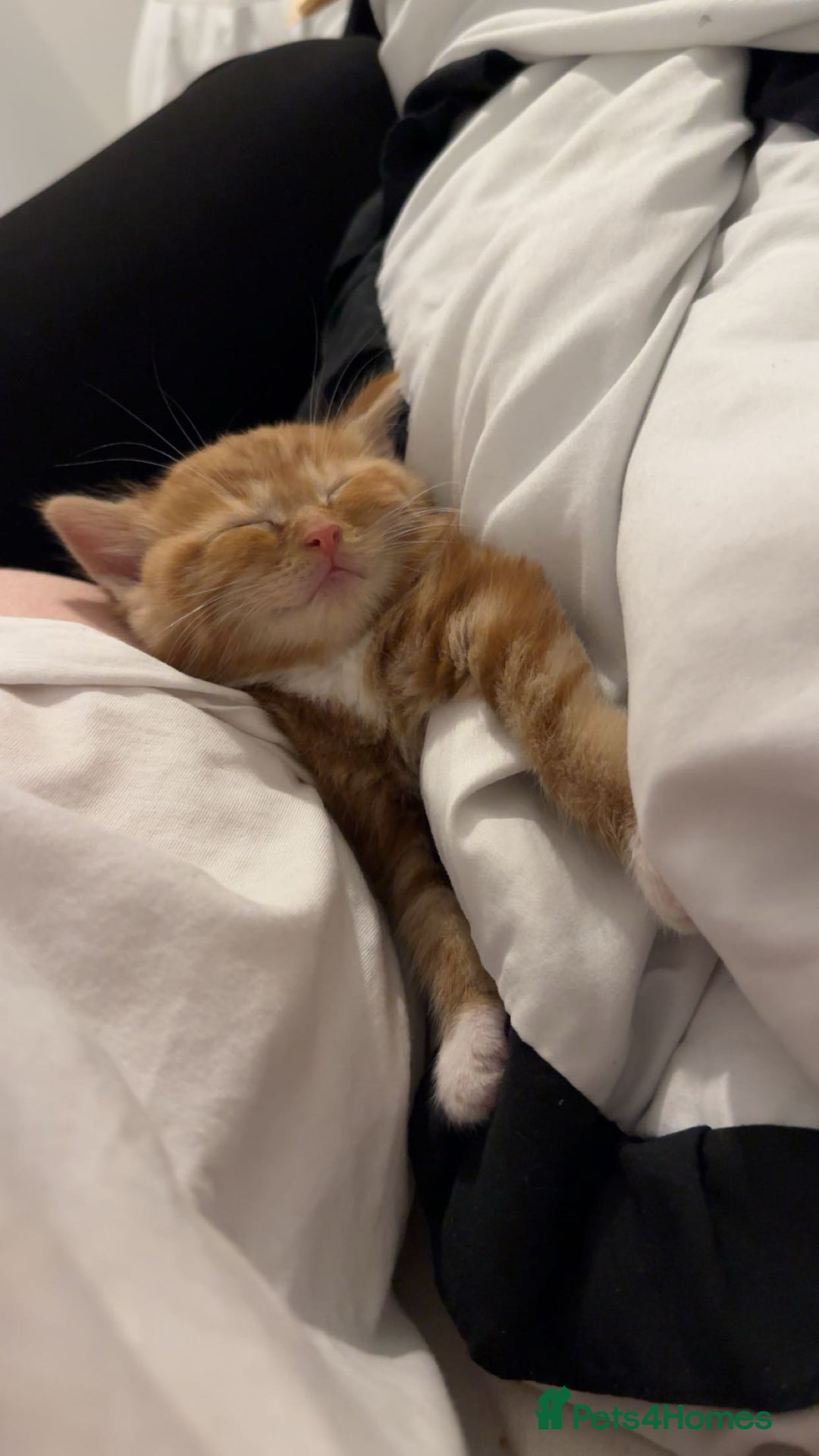 British Shorthair cats for sale: Last 3 ginger kittens  - Advert 4