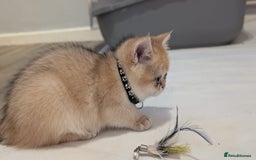 British Shorthair cats for sale: One lovely girl and three handsome boys  - Image 9