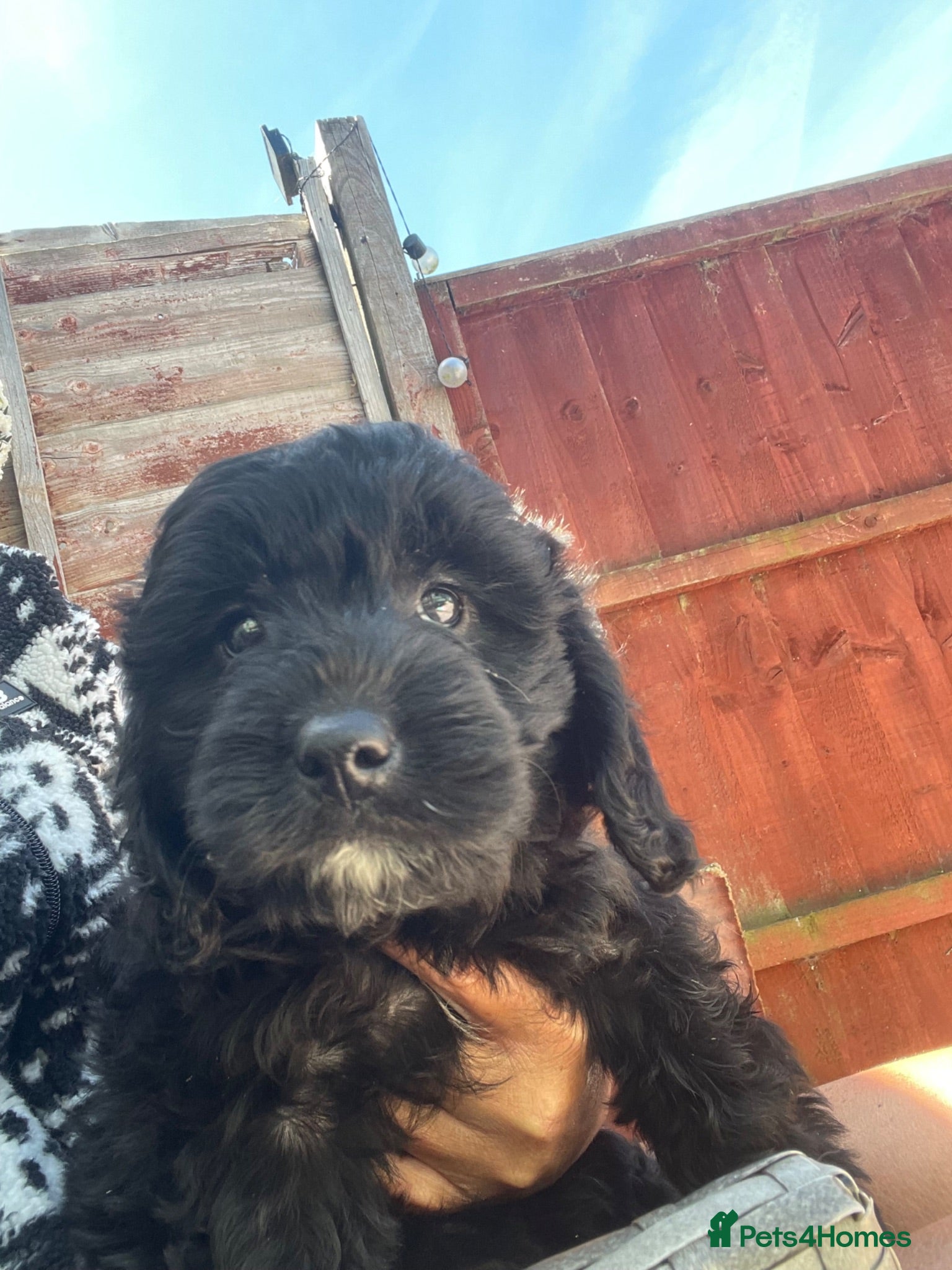 Mini Goldendoodle dogs Mini goldendoodle 2 beautiful girls remaining  - Advert 17