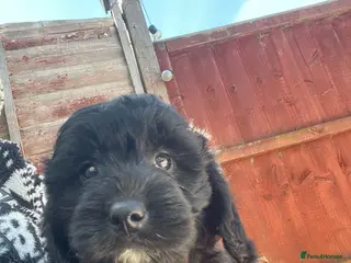 Mini Goldendoodle dogs Mini goldendoodle 2 beautiful girls remaining - Advert 8
