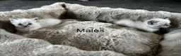 Ragdoll cats for sale: READY Sunday cute full ragdoll kittens 2 left - Advert 19