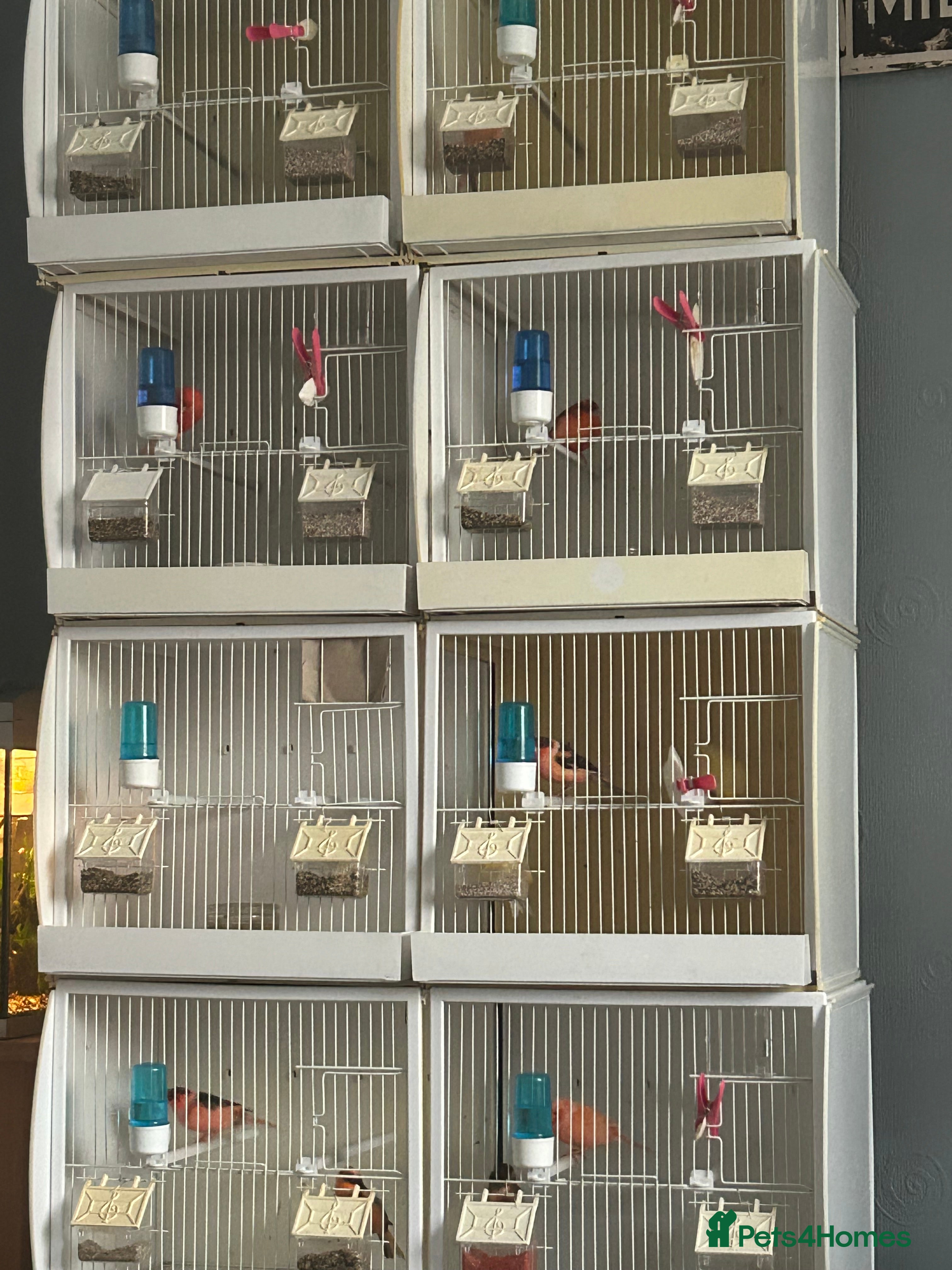 Canaries birds CANARIES AND CAGES  - Advert 4