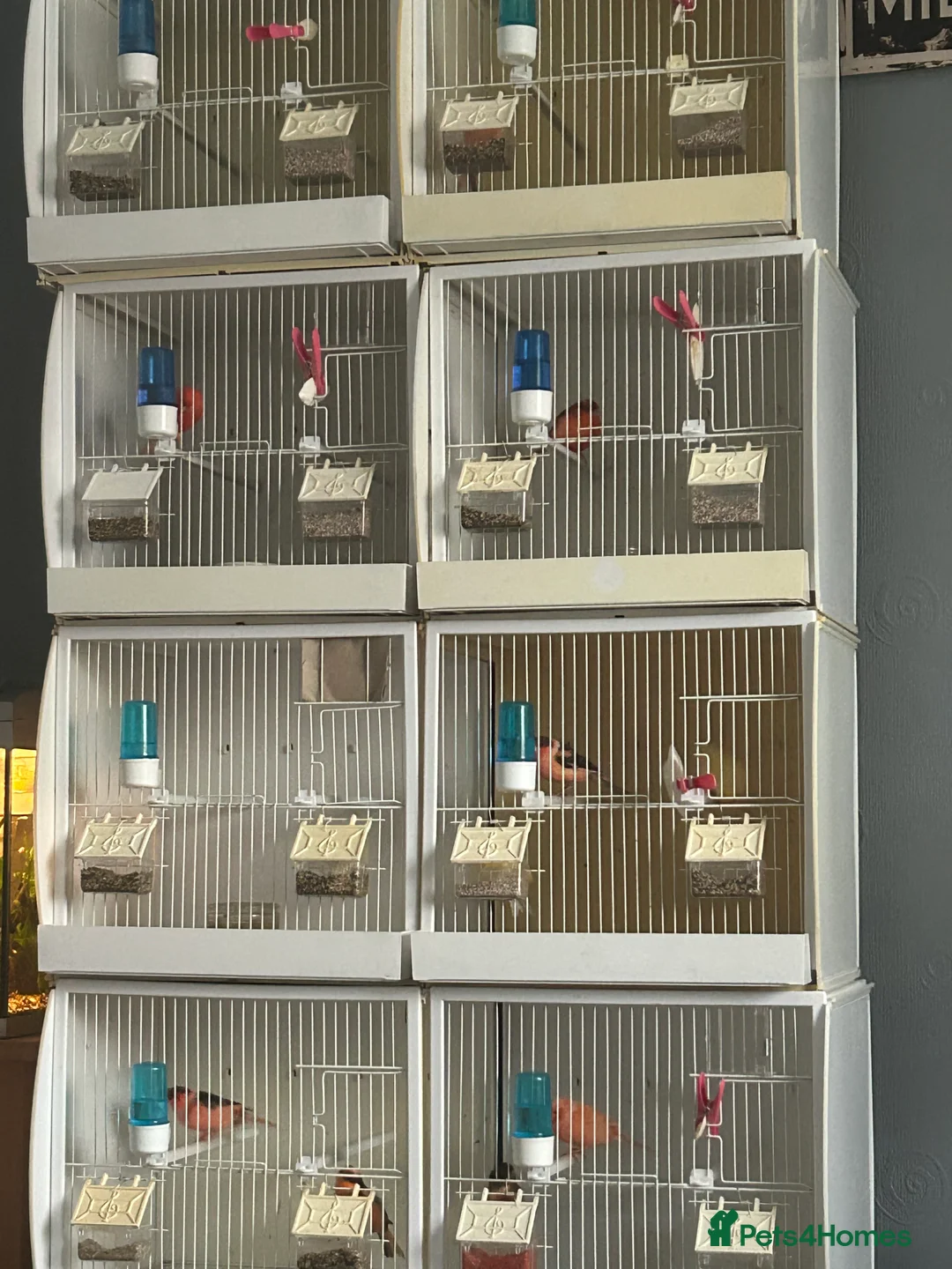 Canaries birds for sale: CANARIES AND CAGES  in Sheffield - Advert 1