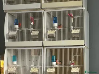 Canaries birds CANARIES AND CAGES - Advert 1