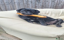 Mixed Breed dogs for sale: Labrador Rottweiler puppy - Image 1