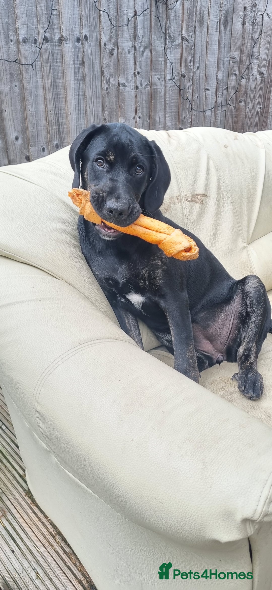 Mixed Breed dogs for sale: Labrador Rottweiler puppy - Image 1