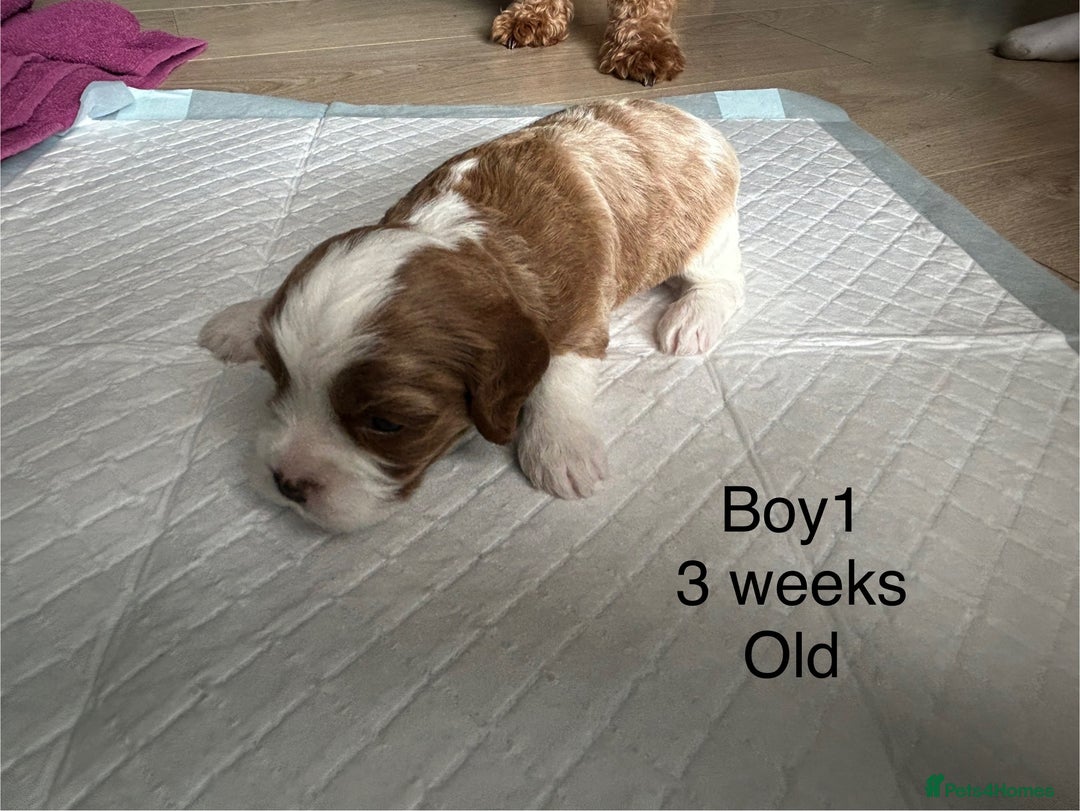 Cavapoo dogs for sale: Stunning Cavapoo puppies  - Image 13