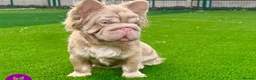 French Bulldog dogs for sale: PRINCE CHARMING😍 - Advert 1