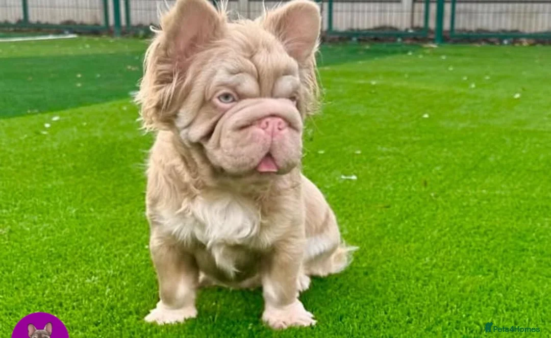 French Bulldog dogs for sale: PRINCE CHARMING😍 - Advert 1