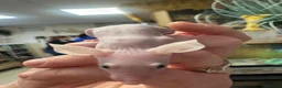 Mouse rodents for sale: Naked mice for sale - Advert 3