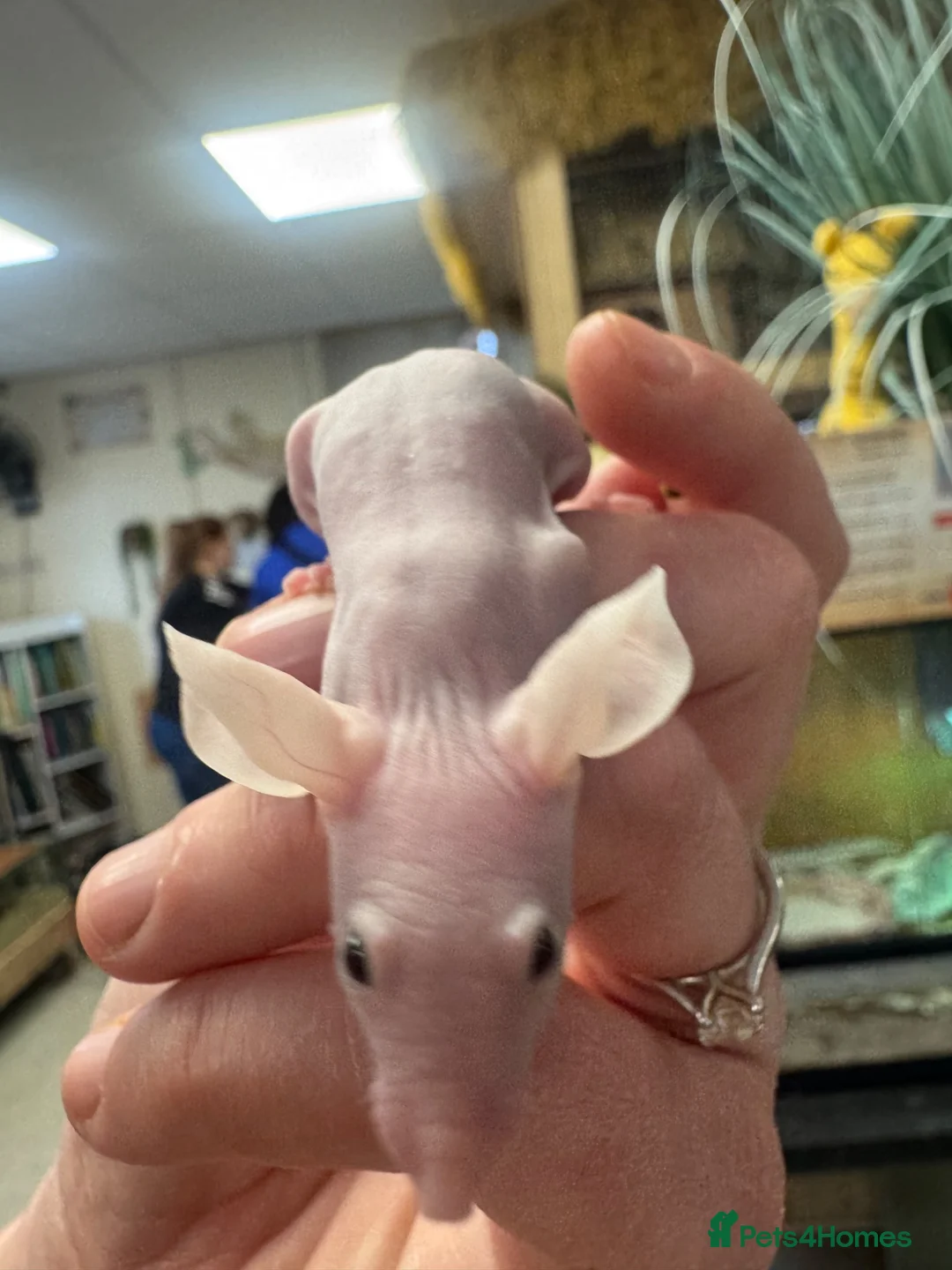 Mouse rodents for sale: Naked mice for sale - Advert 3
