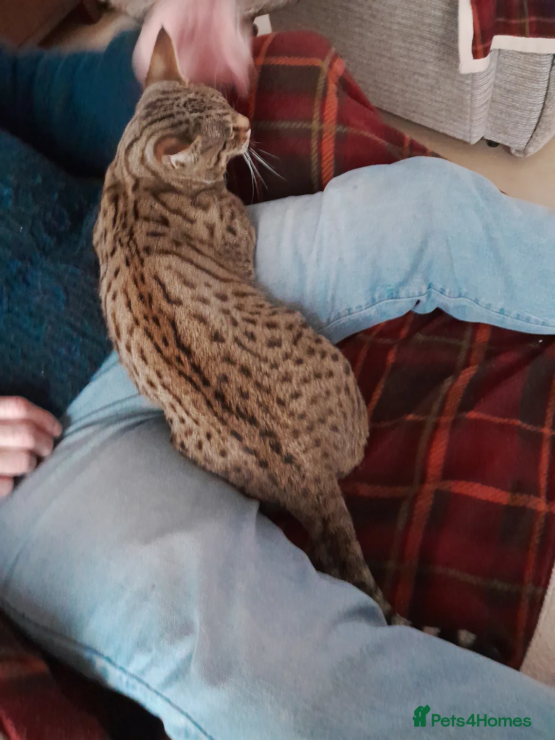 Savannah cats for sale: TICA Reg Full Pedigree F3 Savannah Lady - Advert 3