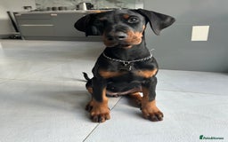 Dobermann dogs for sale: Pregnancy Confirmed - European Doberman Puppies - Image 13
