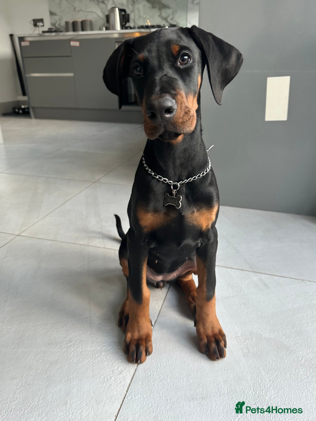 Dobermann dogs for sale: Pregnancy Confirmed - European Doberman Puppies - Image 13