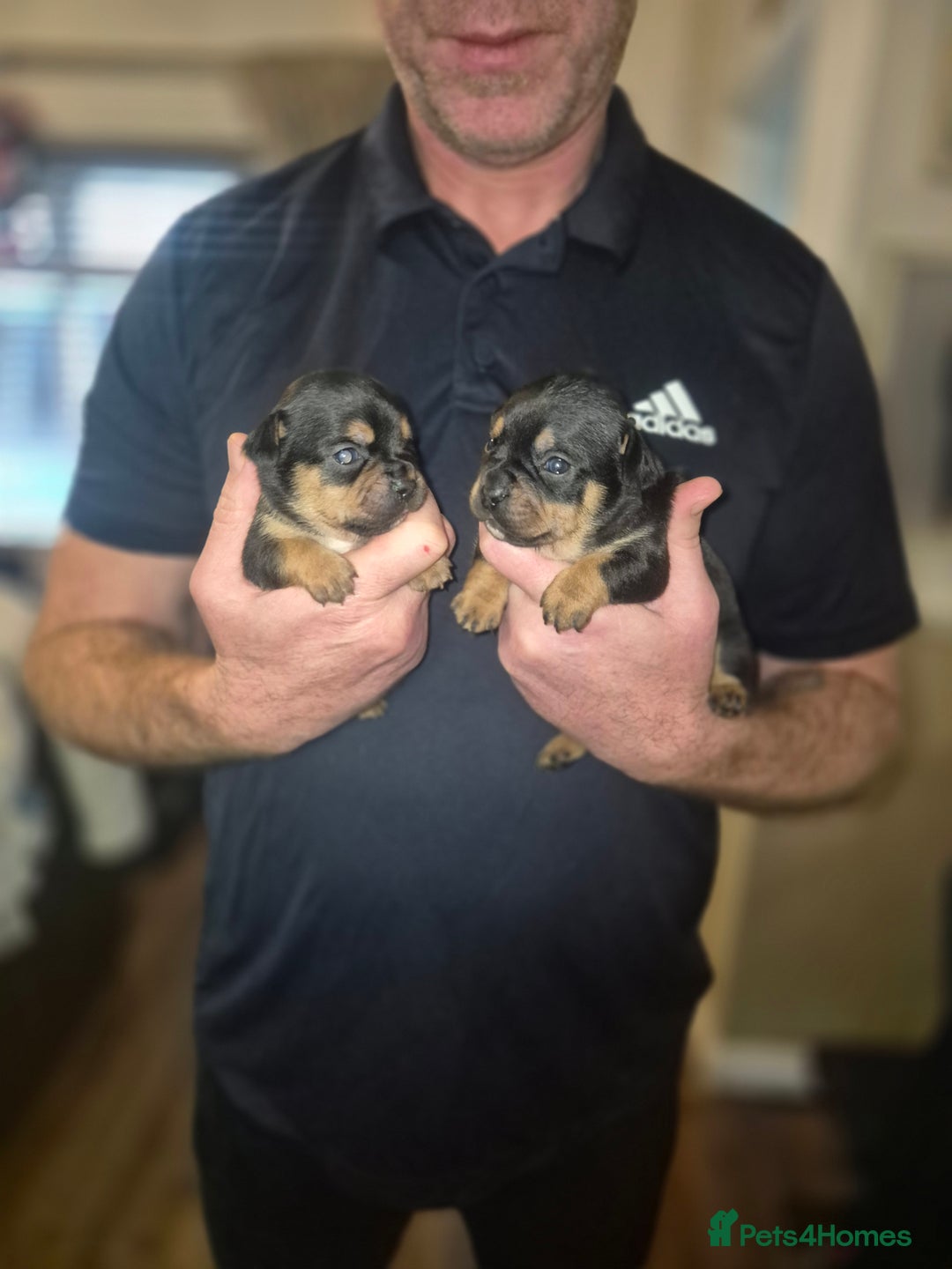 Mixed Breed dogs for sale: French bulldog x jack russell - Advert 6