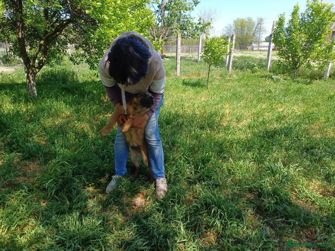 Mixed Breed dogs for adoption: BLUE, a Lovely Puppy Boy - for a Loving Home in Nottingham - Advert 16