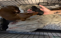 Miniature Dachshund dogs for sale: Miniature Dachshund  - Image 3