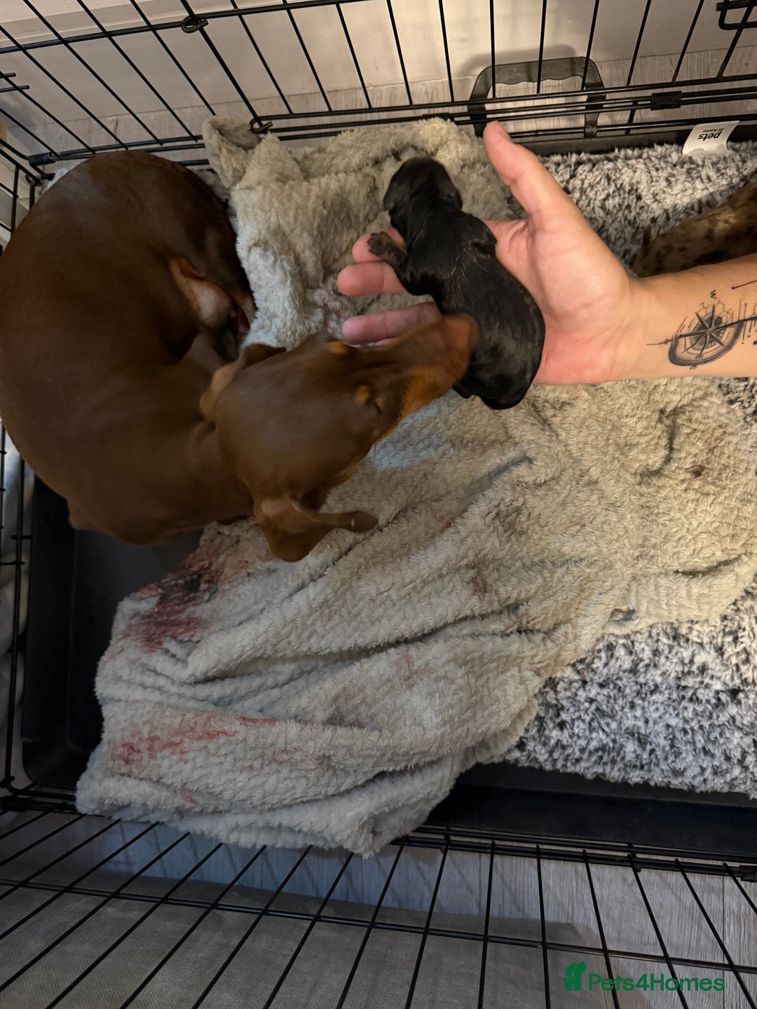 Miniature Dachshund dogs for sale: Miniature Dachshund  - Image 3