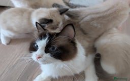 Ragdoll cats for sale: Boy Purebred Ragdolls – Loving Homes Needed - Image 14