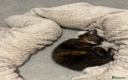 Bengal cats for sale: Marbles - Image 2