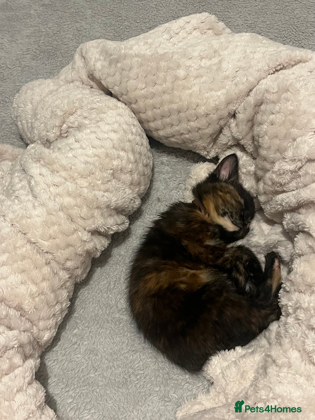 Bengal cats for sale: Marbles - Image 2