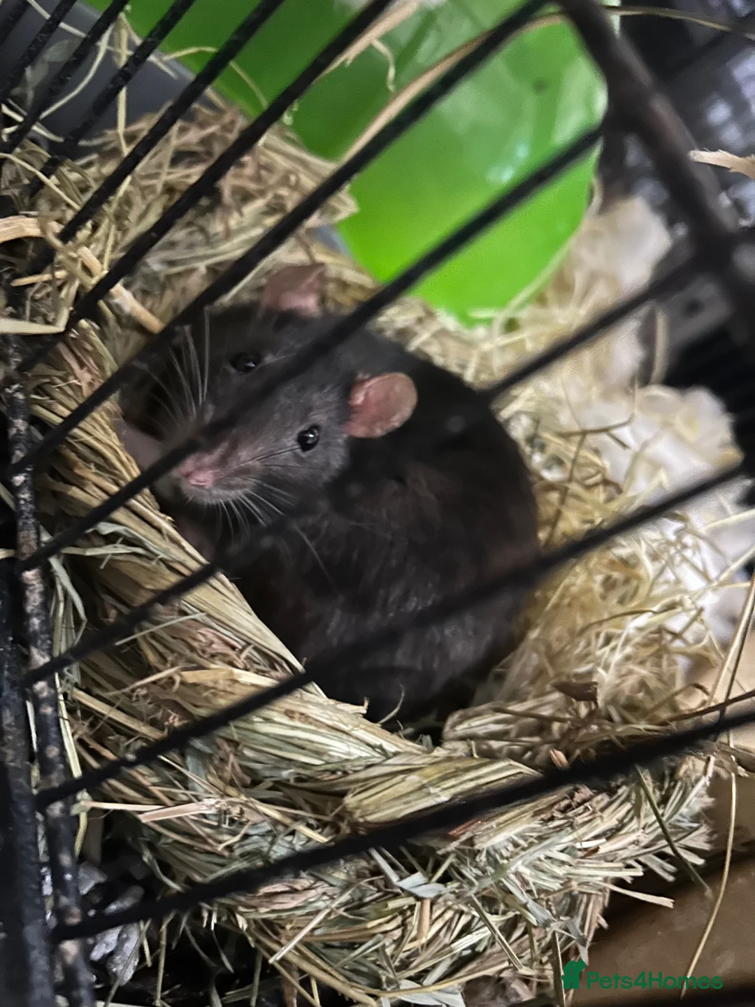 Rat rodents for sale: Parrot, Chomp and Fuzzball - Advert 2