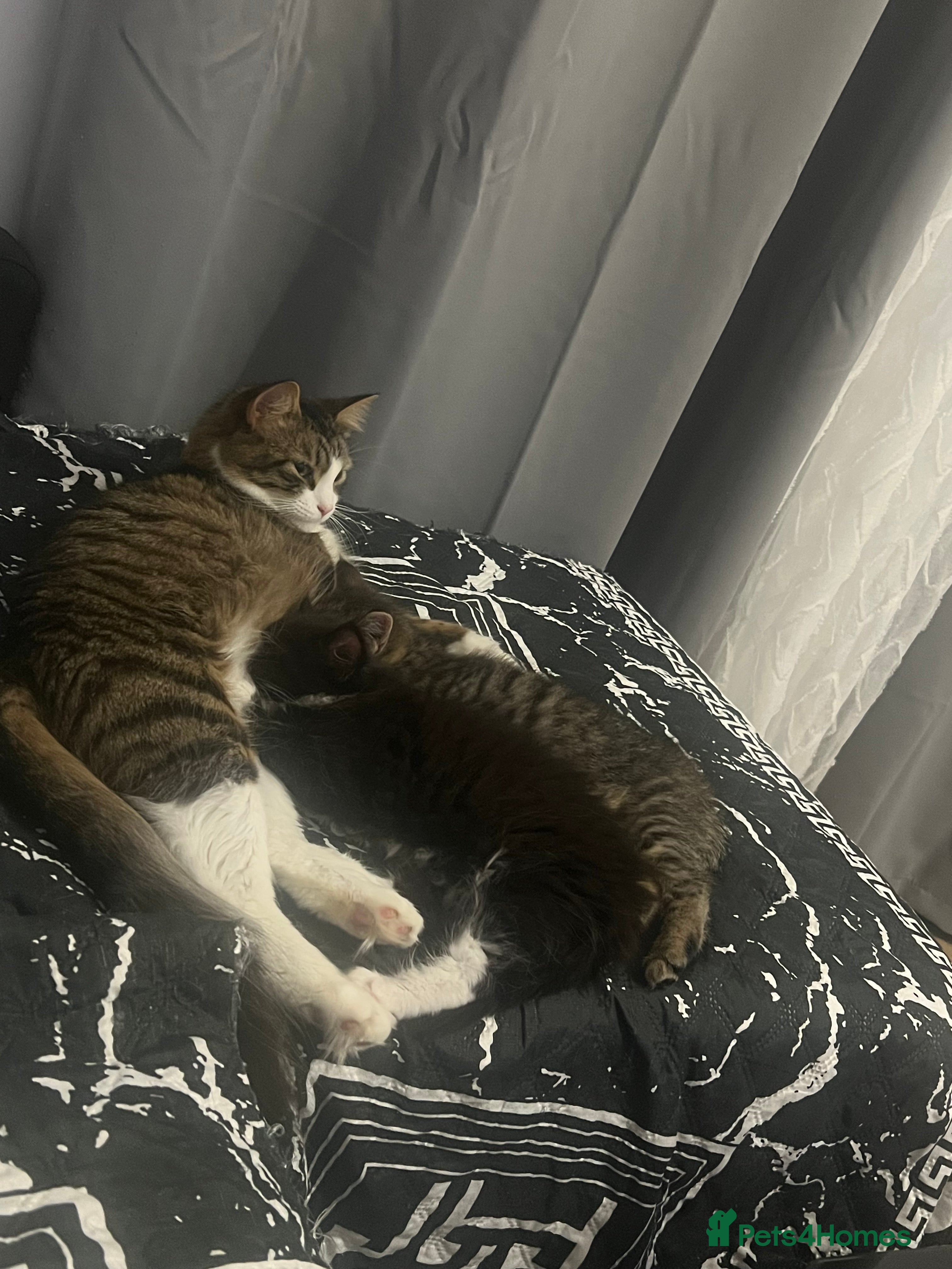 Mixed Breed cats 2 little kittens ready to go to their new homes  - Advert 2