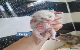 Maine Coon cats for sale: Maincoon kittens - Image 8