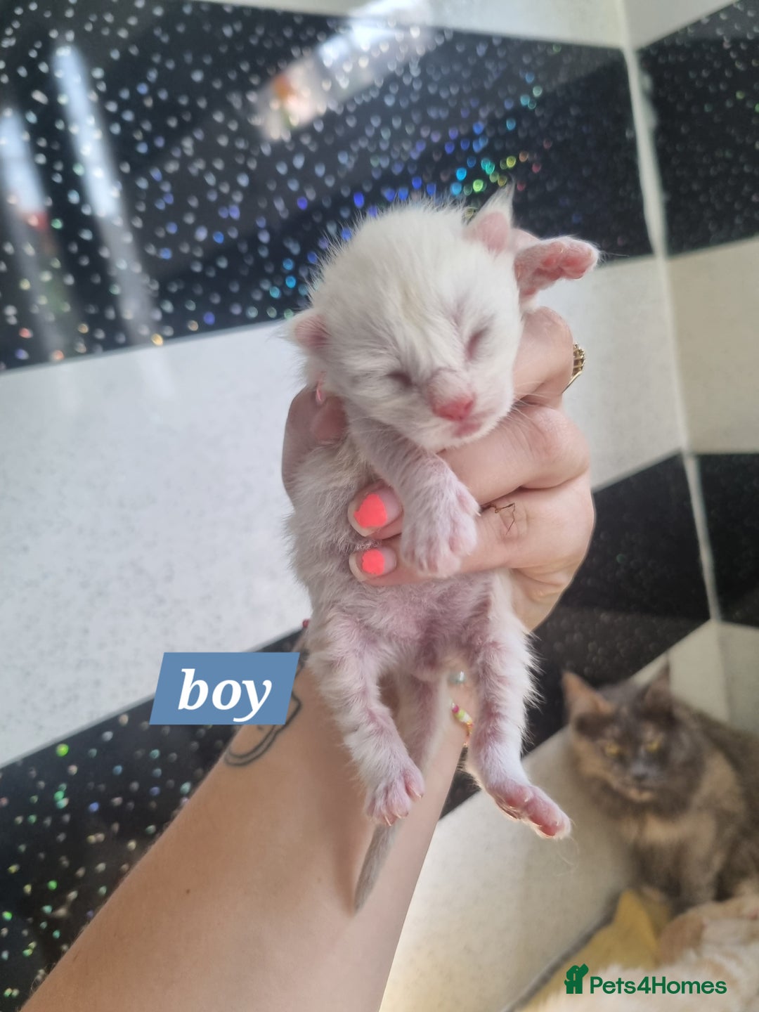 Maine Coon cats for sale: Maincoon kittens - Image 8