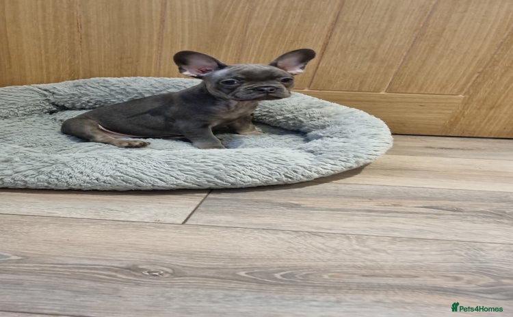 French Bulldog dogs - Advert 3