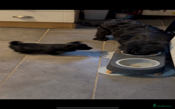 Scottish Terrier dogs for sale: Gorgeous Scottish terrier puppies - Image 6