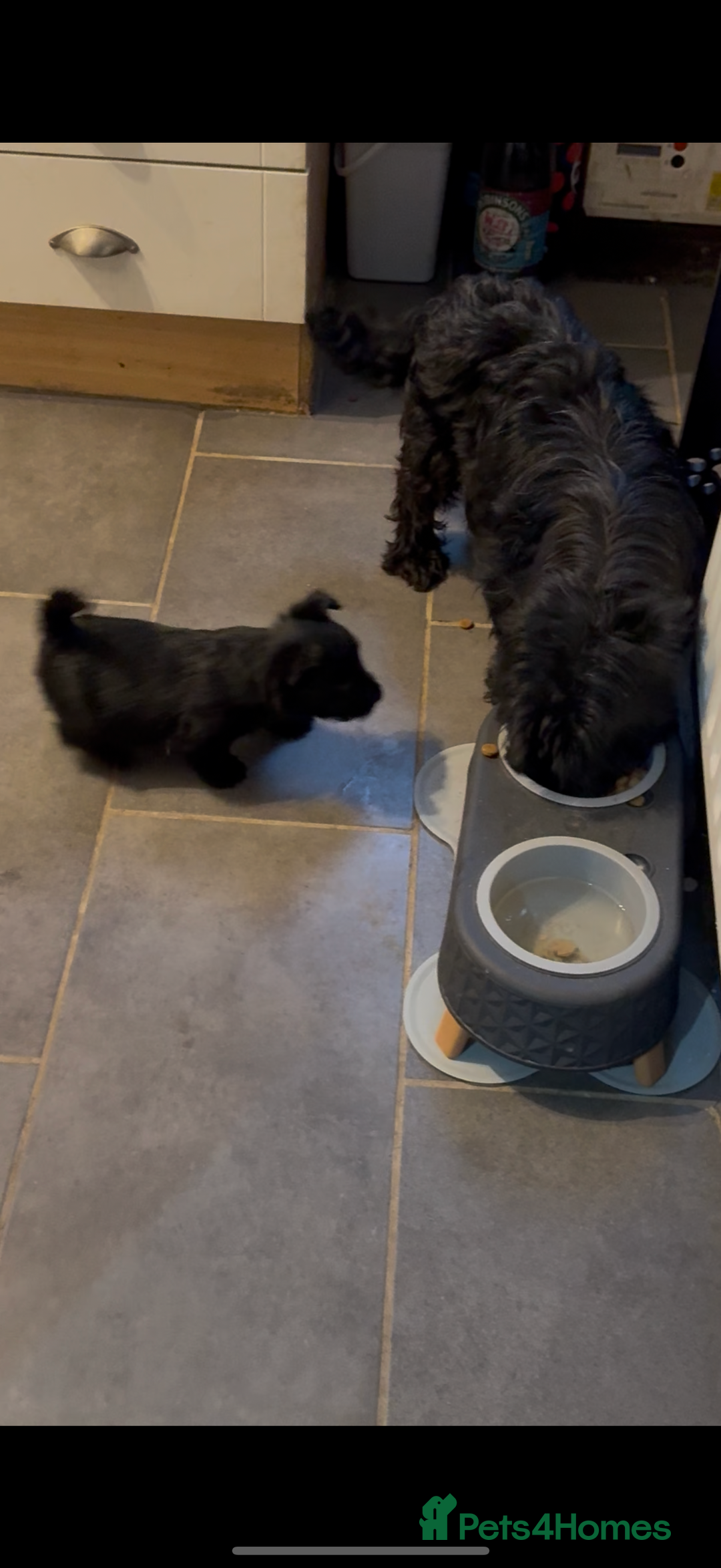 Scottish Terrier dogs for sale: Gorgeous Scottish terrier puppies - Image 6