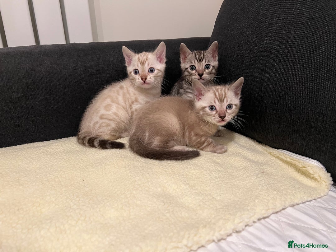 Bengal cats for sale: 🐾 TICA Registered Bengal Kittens  - Advert 1