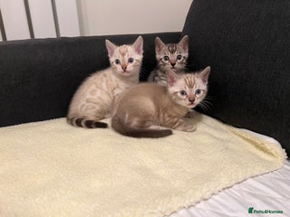 Bengal cats 🐾 TICA Registered Bengal Kittens - Advert 2