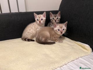 Bengal cats 🐾 TICA Registered Bengal Kittens - Advert 8