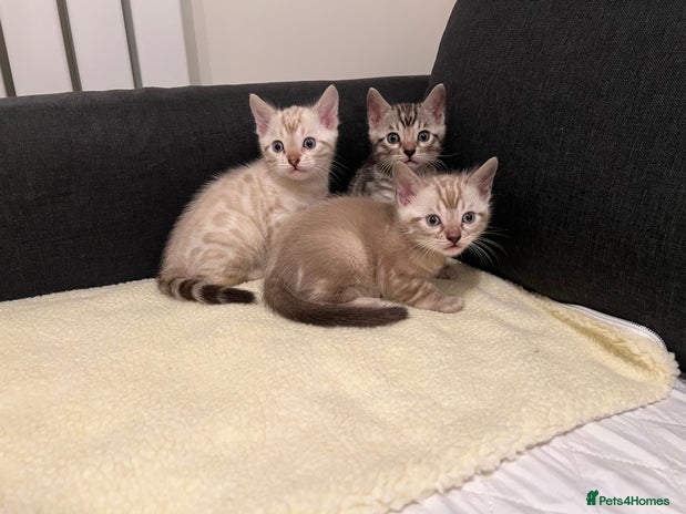 Bengal cats 🐾 TICA Registered Bengal Kittens - Advert 1