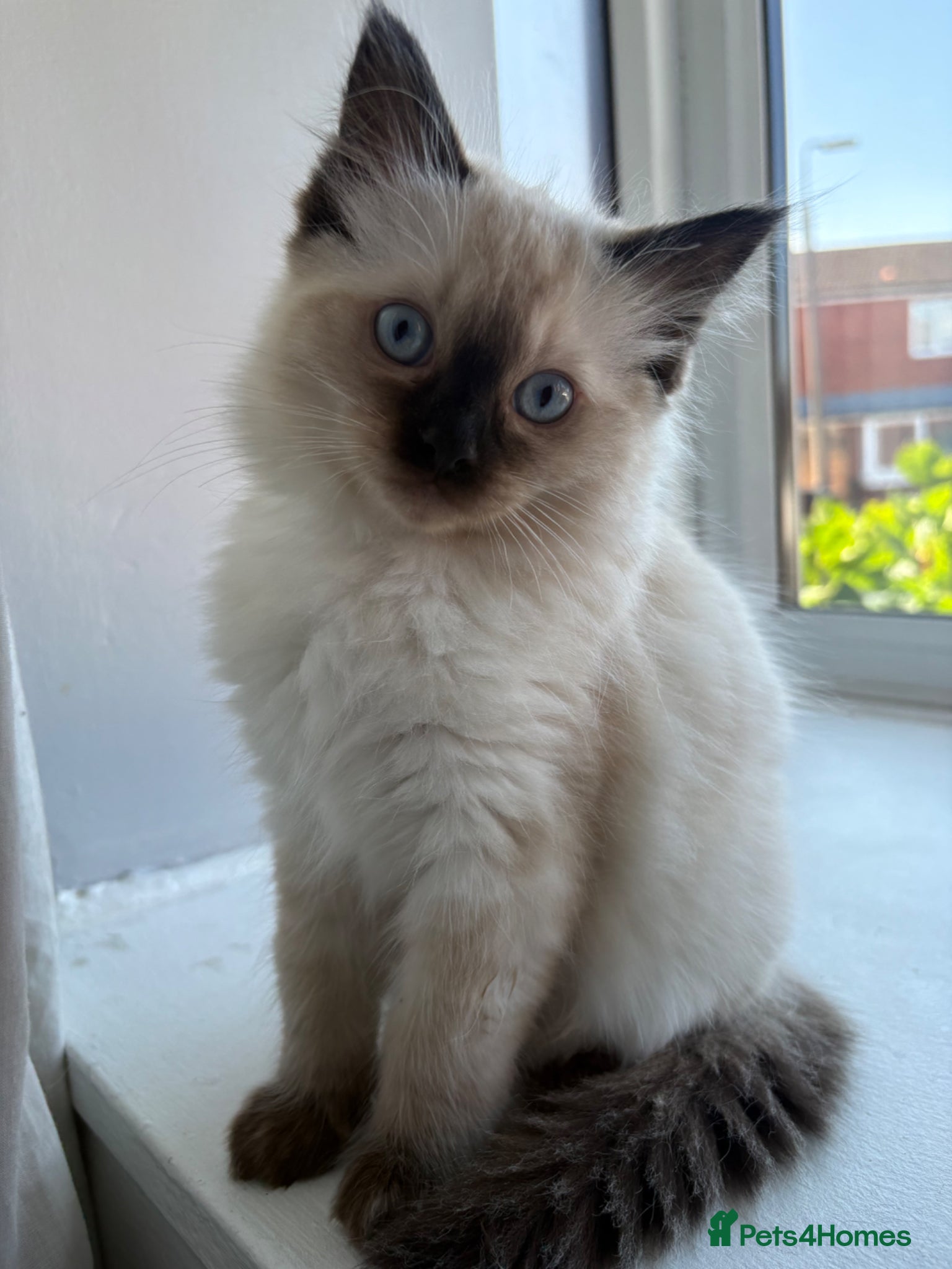 Ragdoll cats STUNNING FULLY HEALTH TESTED RAGDOLLS - Advert 2