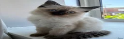 Ragdoll cats for sale: STUNNING FULLY HEALTH TESTED RAGDOLLS - Advert 2