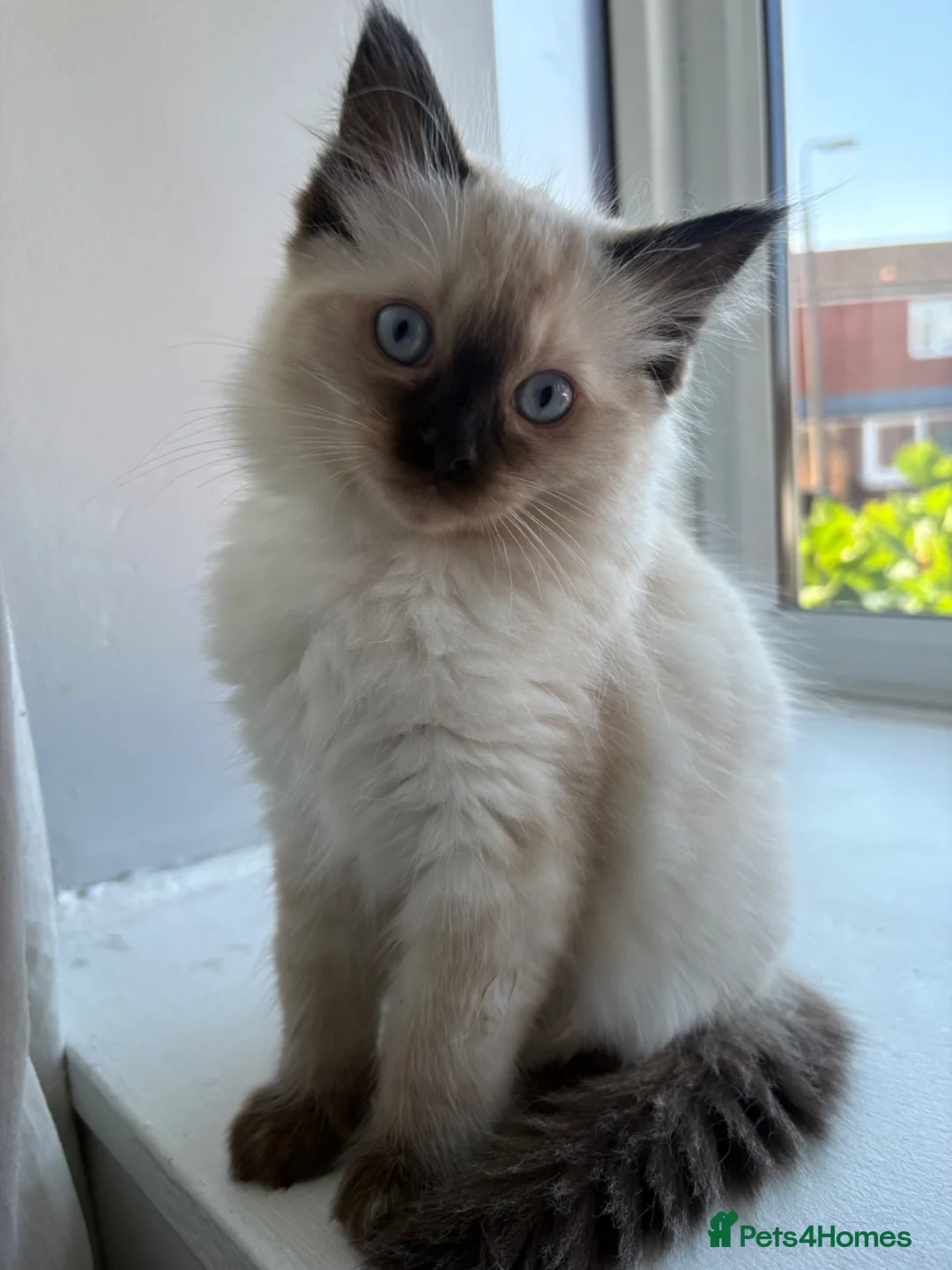 Ragdoll cats for sale: STUNNING FULLY HEALTH TESTED RAGDOLLS - Advert 2