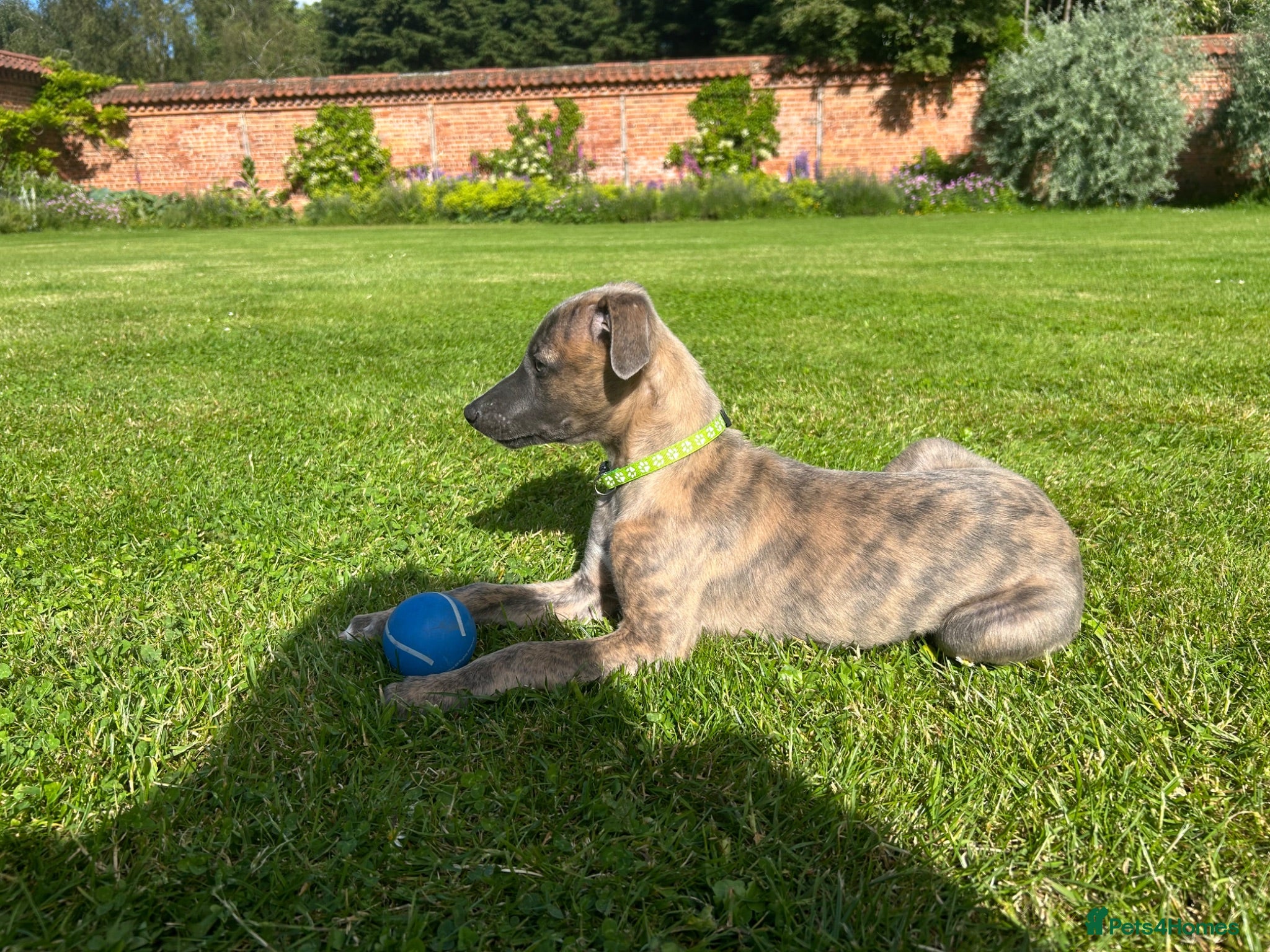 Whippet dogs Bartemius Crouch ** Ready to go now** - Advert 2