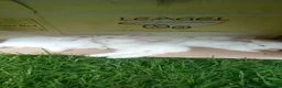 New Zealand rabbits for sale: New Zealand white kits for sale  in Wallington - Advert 9