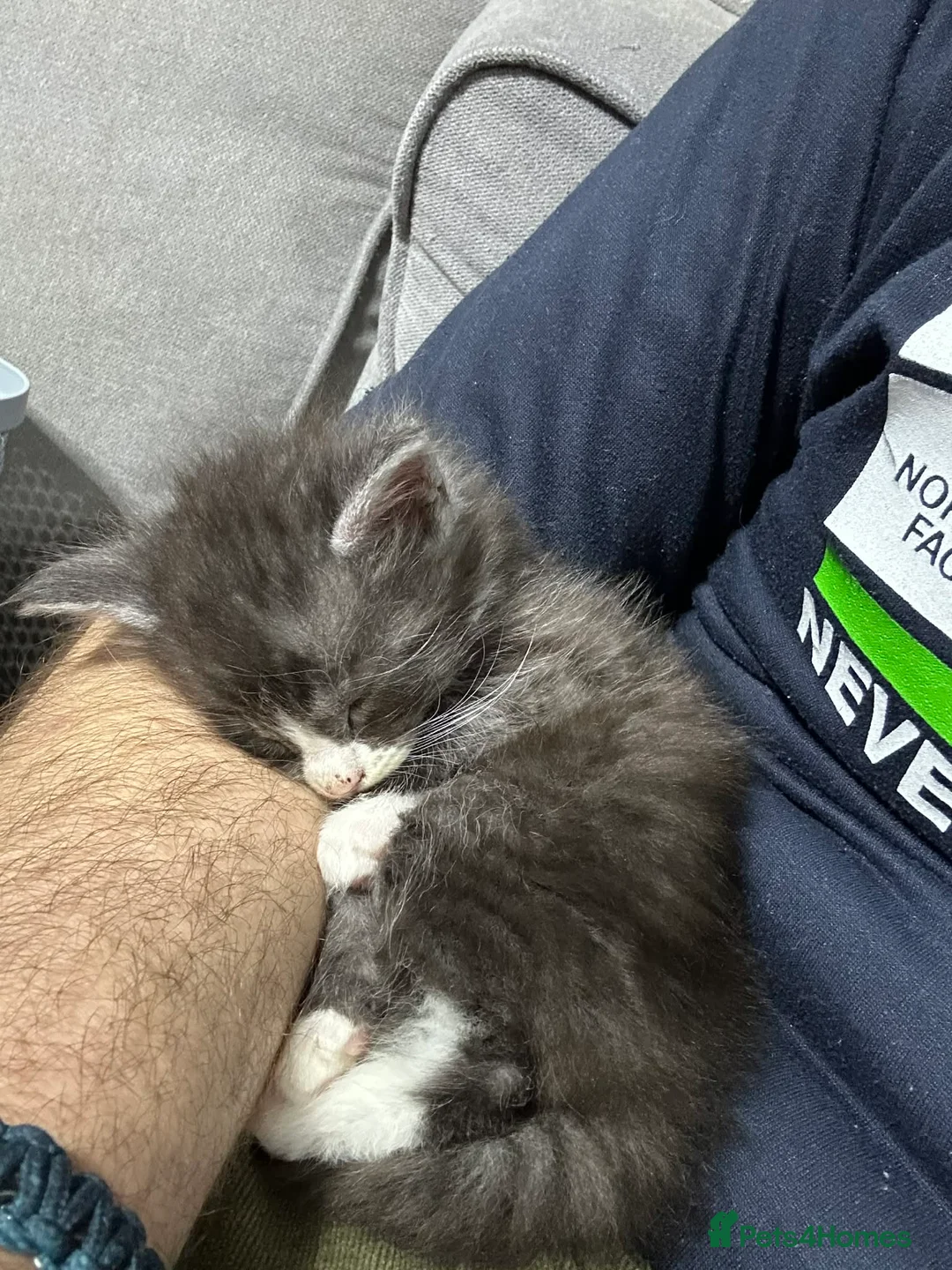 Maine Coon cats for sale: Maine coon - Advert 12