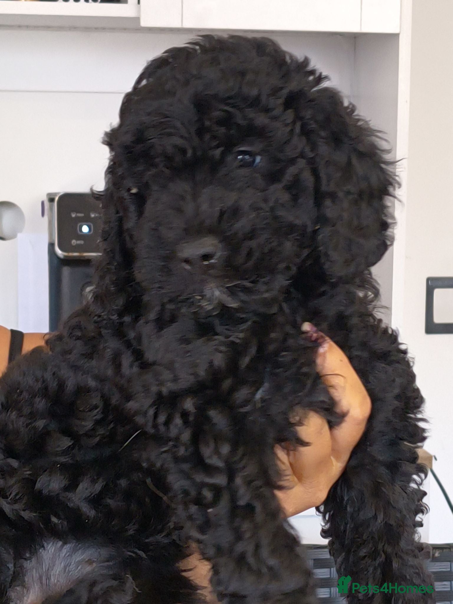 Cockapoo dogs F1BB Standard poodle x toy cockapoo puppies  - Advert 1