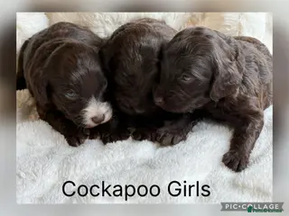 Cockapoo dogs F1 Show Cockapoo Ready April - Advert 6