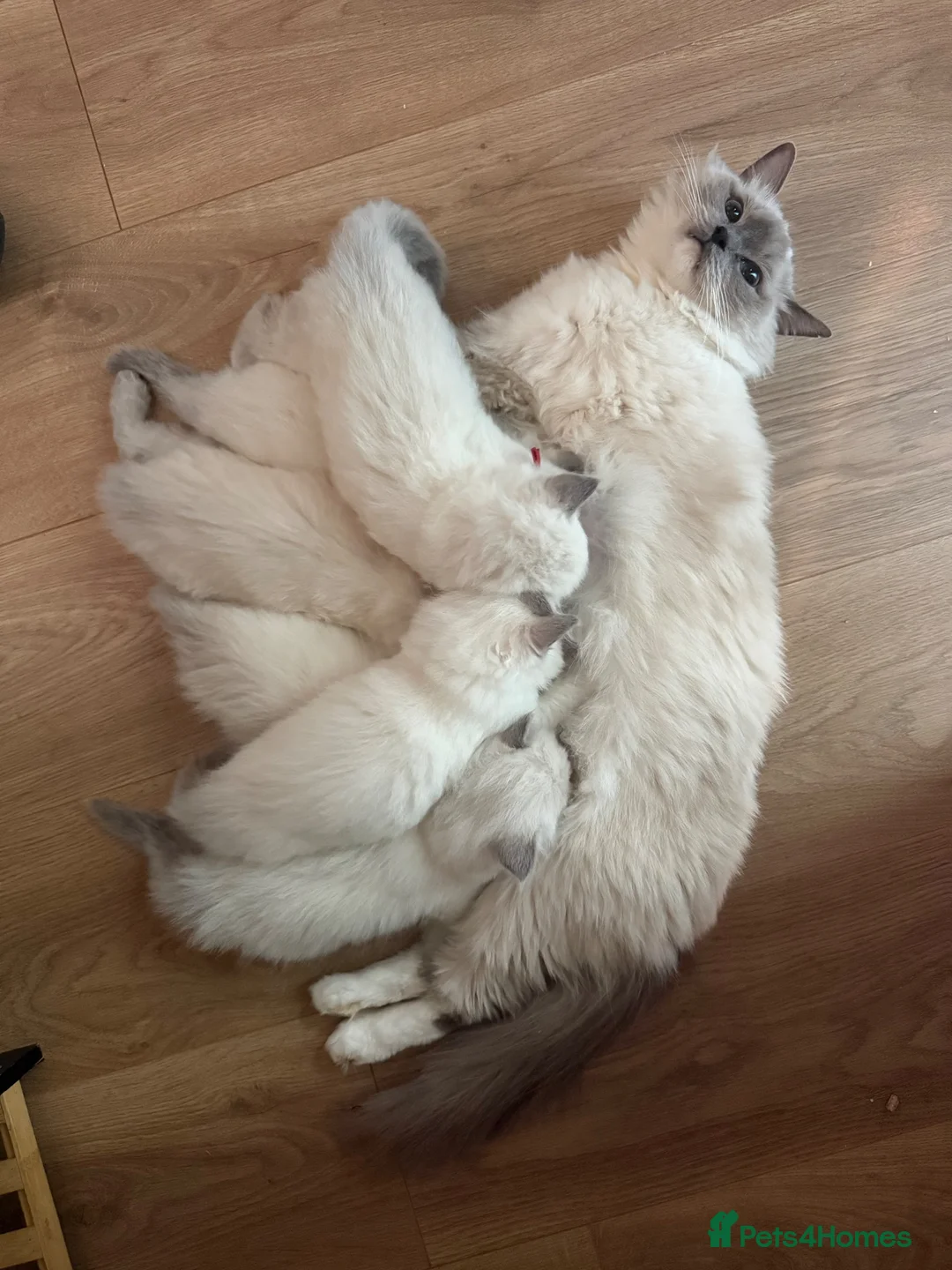 Ragdoll cats for sale: 6 Beautiful ragdoll kittens ready now - Advert 6