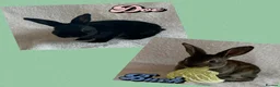 Rex rabbits for sale: Rex Standard Rabbits/Bunnies/Kits Available  - Advert 1