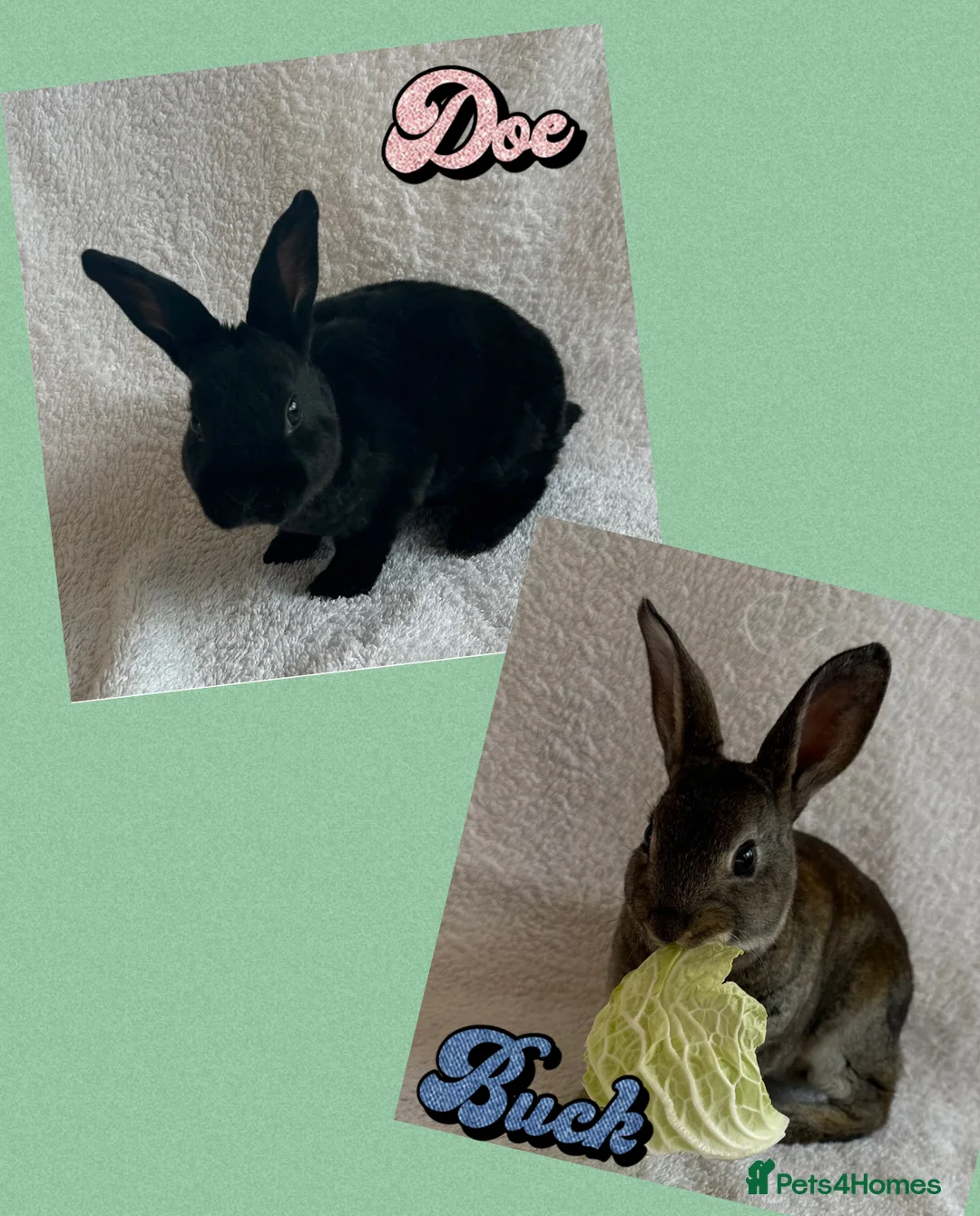 Rex rabbits for sale: Rex Standard Rabbits/Bunnies/Kits Available  - Advert 1
