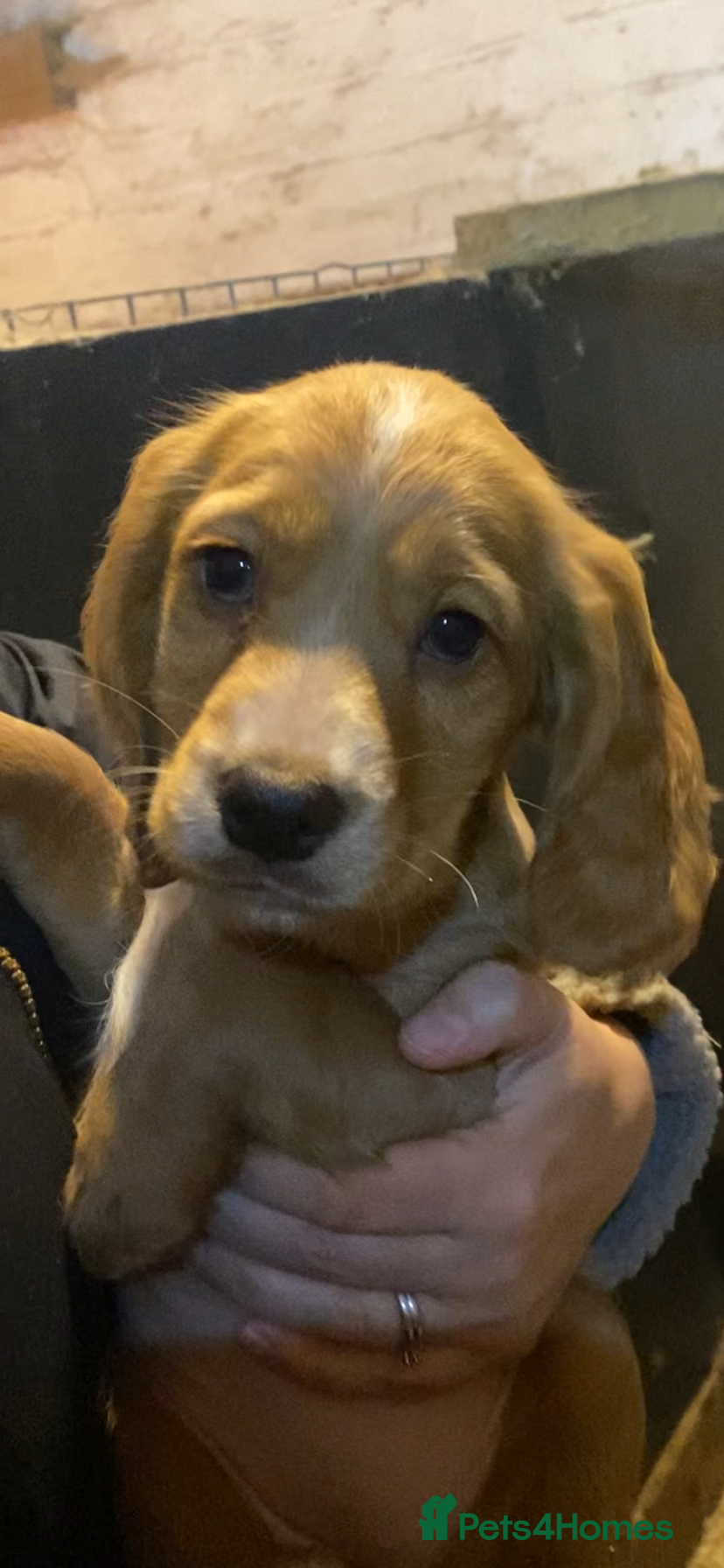 Cocker Spaniel dogs COCKER SPANIEL LAST GIRL FULLY VACCINATED  - Advert 4